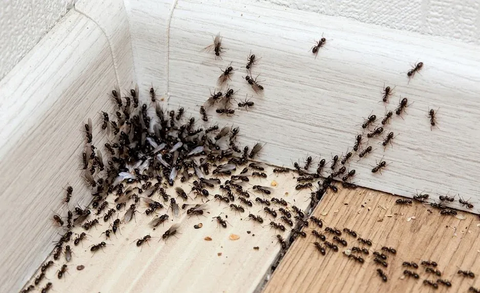 Ant Control