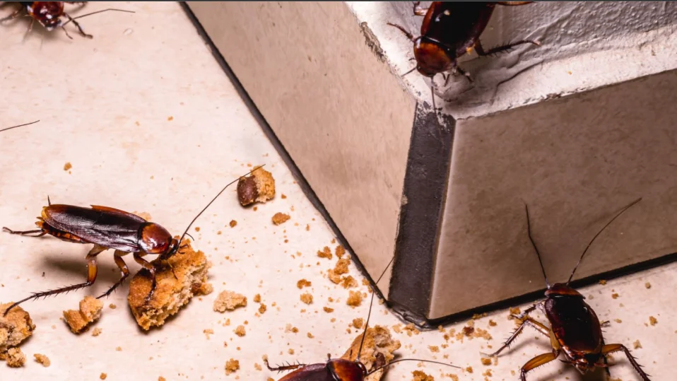 Cockroach Elimination