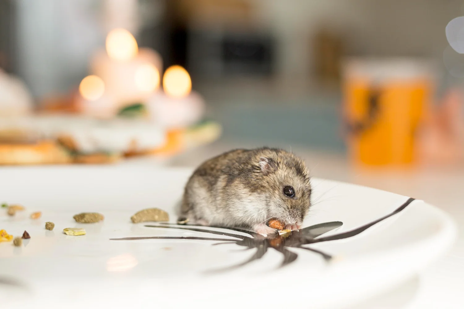 Rodent: Rats & Mice